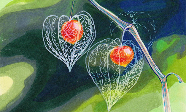 Physalis